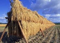 稻草圖片 - 圖蛙 ImageWa.