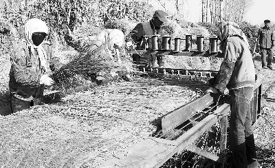 高臺縣南華鎮(zhèn)農民正在編織草簾(圖)