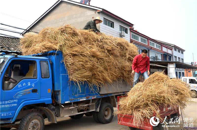客商收購(gòu)稻草。