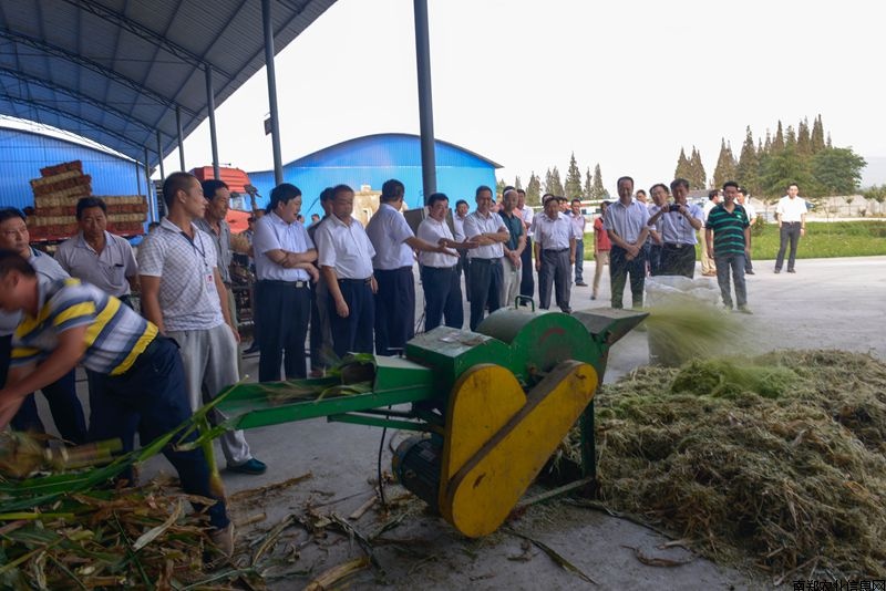 玉米稻草揉絲機(jī)加工青貯飼料