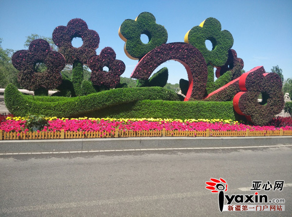 圖為：5月25日，烏市西大橋花堆擺放整齊有序。晨報全媒體記者胡大敏攝