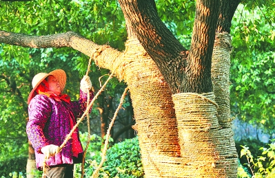 昨天，工人在為香樟大道與黃山路交口的香樟樹纏繞草繩
