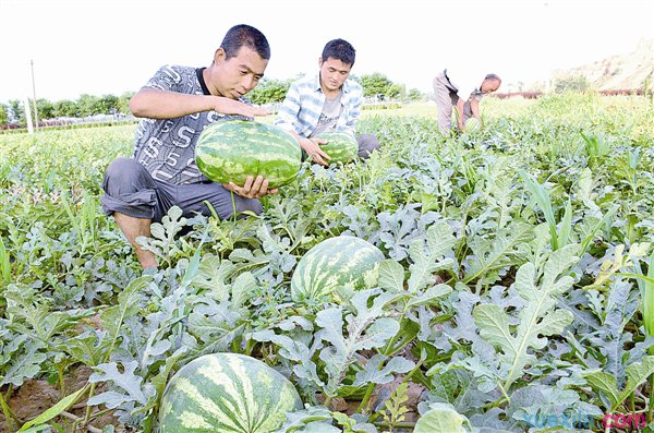 西瓜種植技術要點簡介