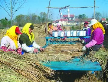 又到草苫加工時(shí)(圖)