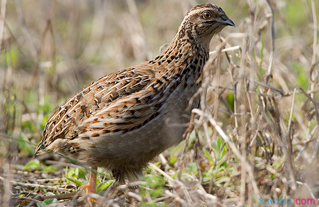 冬季如何飼養(yǎng)產(chǎn)蛋鵪鶉