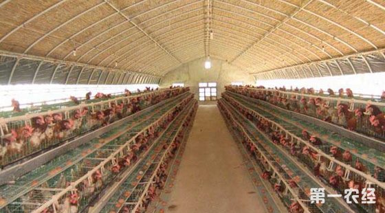 塑料大棚養(yǎng)雞技術(shù)/規(guī)?;怆u飼養(yǎng)技術(shù)
