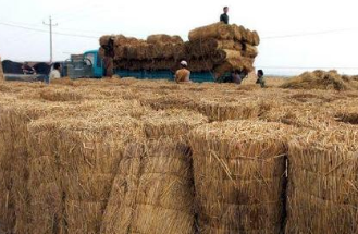 草簾子價(jià)格 草簾子價(jià)格