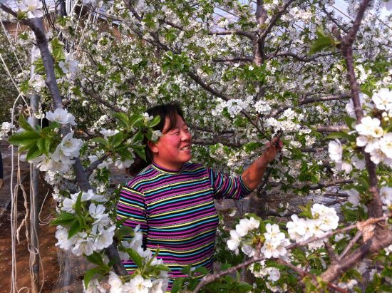 淄博沂源：25萬果農(nóng)快節(jié)奏啟動“生產(chǎn)模式”。
