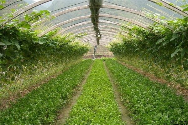 冬季大棚蔬菜種植要如何補(bǔ)光？ 農(nóng)業(yè)之友網(wǎng)