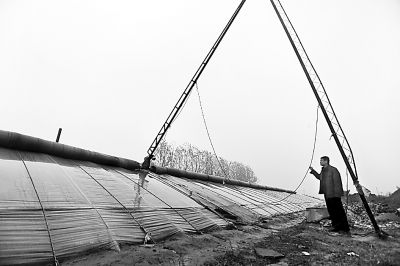 大興區(qū)長子營鎮(zhèn)侗莊村育苗基地里，溫室開啟應(yīng)對低溫模式。小編小編