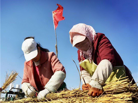 草苫規(guī)格選擇指南：如何確保選購合適尺寸的草苫？