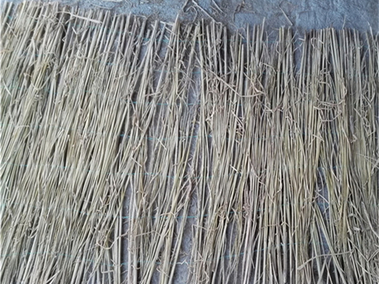 草苫種植與采集的合理規(guī)劃與管理！