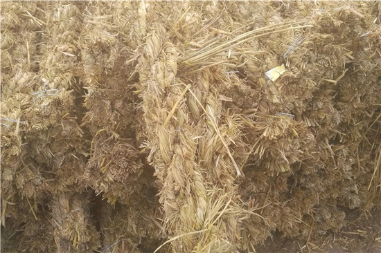 稻夫草支墊在鐵路貨物運(yùn)輸中的加固作用(稻草墊厚度不得小于且壓實(shí)后不得小于10mm) 稻夫草支墊在鐵路貨物運(yùn)輸中的加固作用(稻草墊厚度不得小于且壓實(shí)后不得小于10mm)