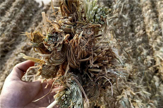 鐵路草支墊與城市綠化建設(shè)的聯(lián)系 鐵路草支墊與城市綠化建設(shè)的聯(lián)系