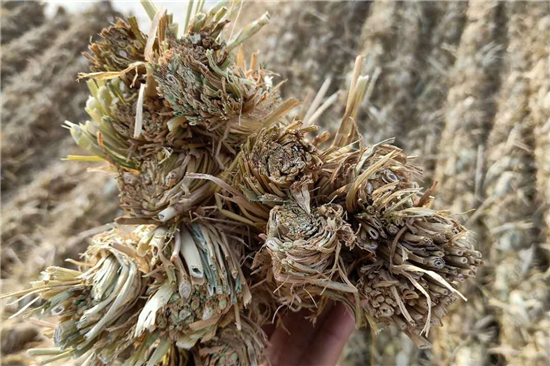 增強(qiáng)穩(wěn)定性的秘訣：防滑草支墊解讀