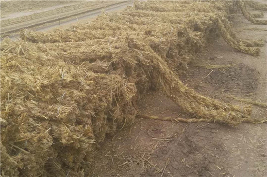 換墊料，選草支墊更環(huán)保