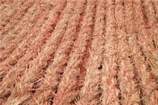 鋼廠鐵路運輸防滑加固稻夫草支墊的更新與升級(稻草墊厚度不得小于且壓實后不得小于10mm) 鋼廠鐵路運輸防滑加固稻夫草支墊的更新與升級(稻草墊厚度不得小于且壓實后不得小于10mm)